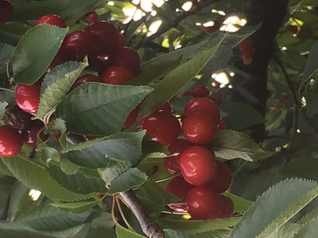 Appartamento I Ciliegi Moncalieri Esterno foto